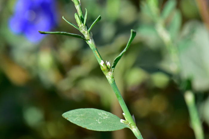 Polygonum argyrocoleon, Silversheath Knotweed